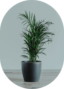 Parlor Palm