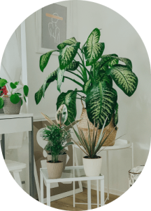 Ficus Collection